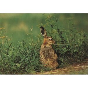 ZAJĄC POCZTÓWKA ZW-068