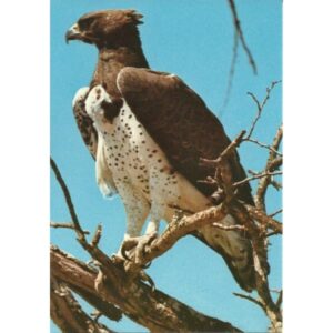 ORZEŁ WIDOKÓWKA ZW-111