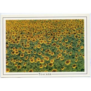 TOSKANIA SŁONECZNIKI WIDOKÓWKA WR2464