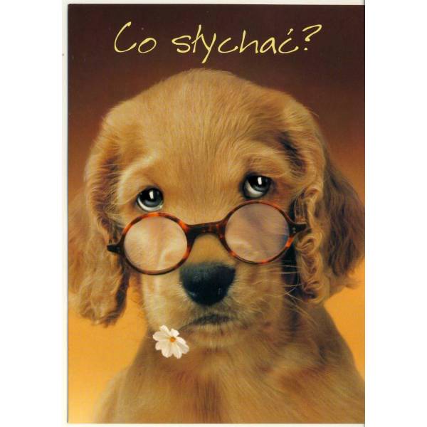 PIES POCZTÓWKA WR4864