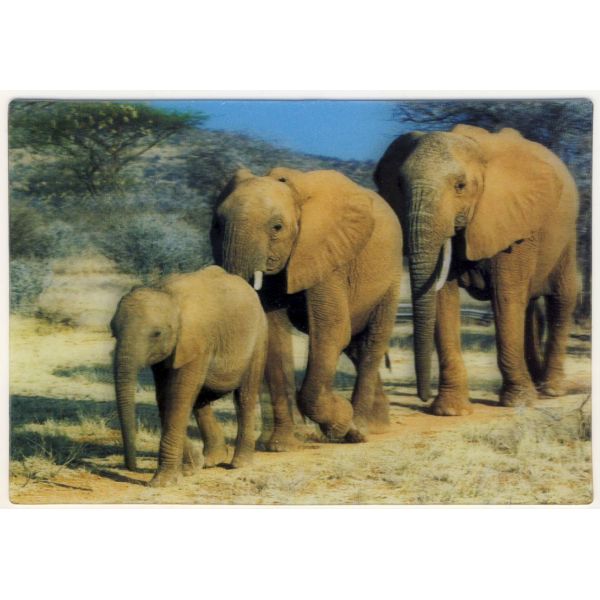 SŁONIE POCZTÓWKA 3D TRÓJWYMIAROWA 3D076