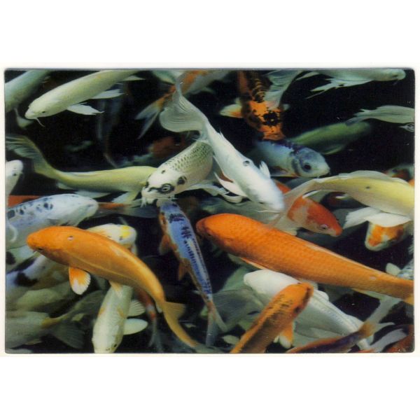 RYBKI POCZTÓWKA 3D TRÓJWYMIAROWA 3D078