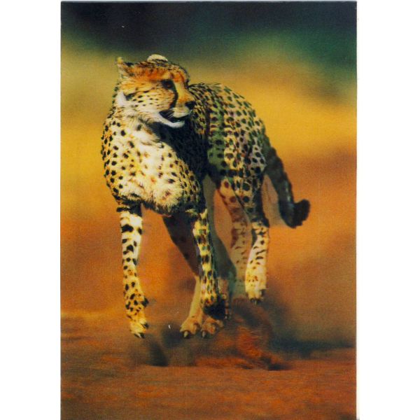 GEPARD POCZTÓWKA 3D TRÓJWYMIAROWA 3D143