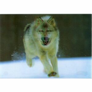 WILK POCZTÓWKA 3D TRÓJWYMIAROWA 3D119