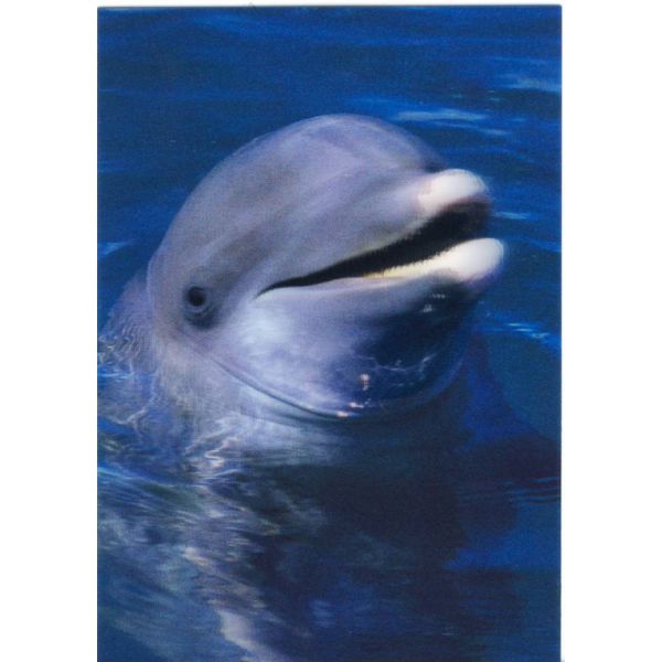 DELFIN POCZTÓWKA 3D TRÓJWYMIAROWA 3D197