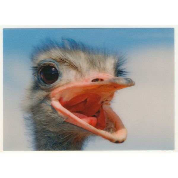 STRUŚ POCZTÓWKA 3D TRÓJWYMIAROWA 3D260