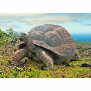 ŻÓŁW POCZTÓWKA 3D TRÓJWYMIAROWA 3D343