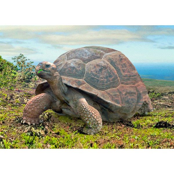 ŻÓŁW POCZTÓWKA 3D TRÓJWYMIAROWA 3D343