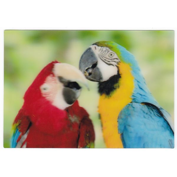 PAPUGI 3D POCZTÓWKA TRÓJWYMIAROWA 3D399