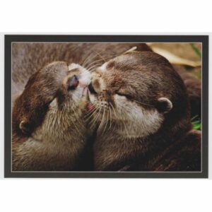 WYDRY POCZTÓWKA 16P429