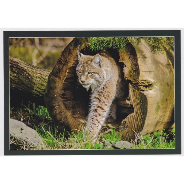 RYŚ KOT POCZTÓWKA 16P430