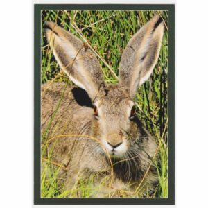 ZAJĄC POCZTÓWKA 16P435