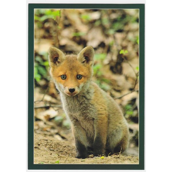 LIS POCZTÓWKA 16P433