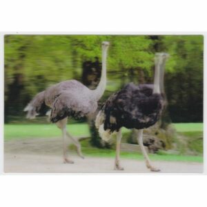 STRUŚ POCZTÓWKA 3D TRÓJWYMIAROWA 3D444