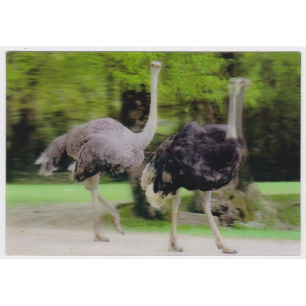 STRUŚ POCZTÓWKA 3D TRÓJWYMIAROWA 3D444