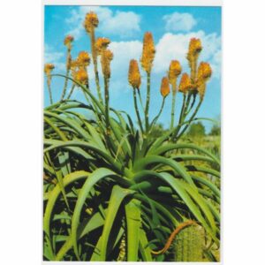 LLORET DE MAR OGRÓD BOTANICZNY WIDOKÓWKA A25316