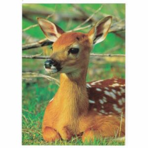 SARNA POCZTÓWKA A26268