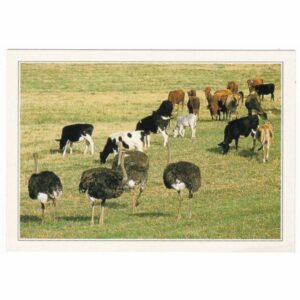 POŁUDNIOWA AFRYKA KROWY I STRUSIE WIDOKÓWKA A26701