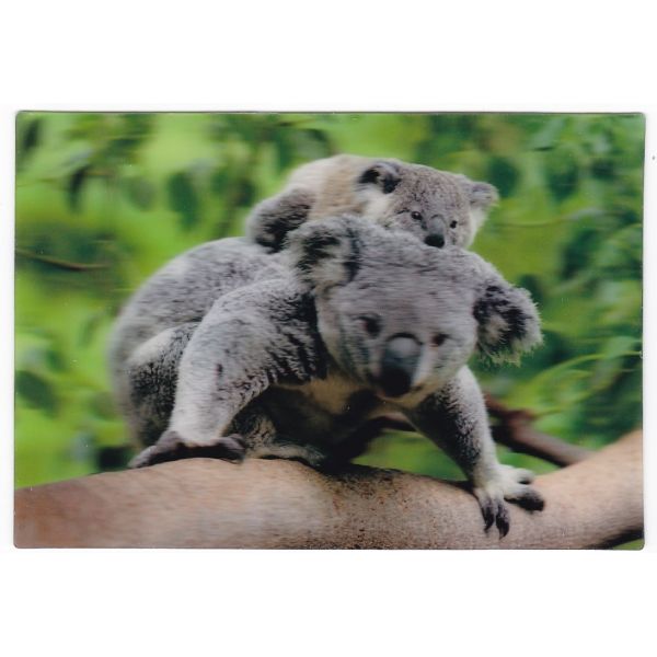 KOALA POCZTÓWKA 3D TRÓJWYMIAROWA 3D460
