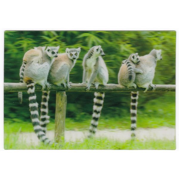 LEMUR POCZTÓWKA 3D TRÓJWYMIAROWA 3D461