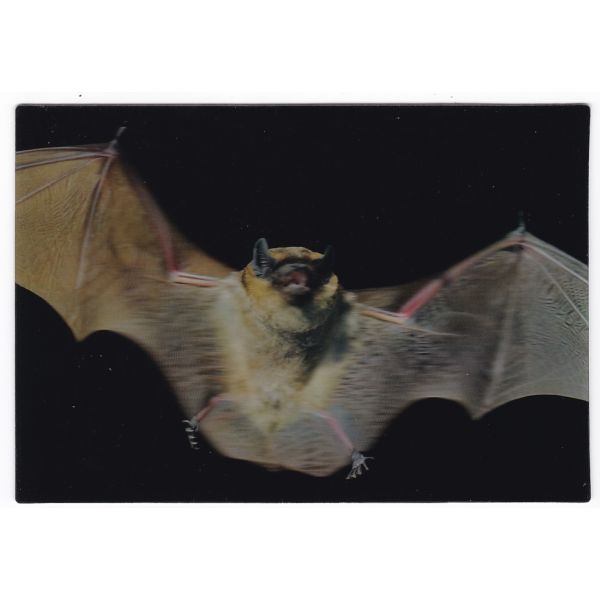 NIETOPERZ POCZTÓWKA 3D TRÓJWYMIAROWA 3D462