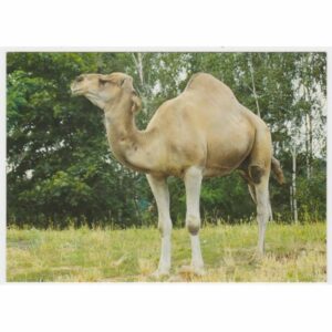 WIELBŁĄD DROMADER WIDOKÓWKA ZW-149