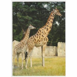 ŻYRAFA WIDOKÓWKA ZW-159