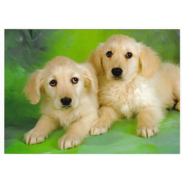 PIES PSY POCZTÓWKA WR7390