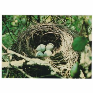 PTAK PTASIE GNIAZDO WIDOKÓWKA A30302