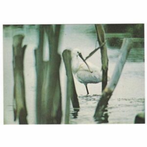 WARZĘCHA PTAK WIDOKÓWKA A30304