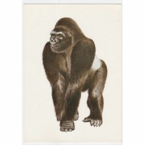 GORYL GÓRSKI POCZTÓWKA A31587