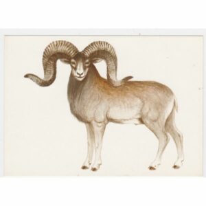 OWCA PAMIRSKA POCZTÓWKA A31589