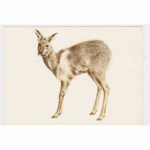 PIŻMOWIEC POCZTÓWKA A31590