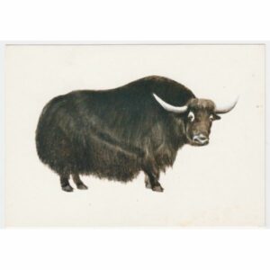 JAK POCZTÓWKA A31591