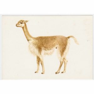 LAMA WIKUNIA MAŁA POCZTÓWKA A31592