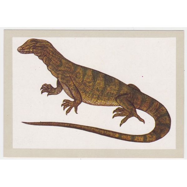 JASZCZURKA WARAN PUSTYNNY POCZTÓWKA A31827