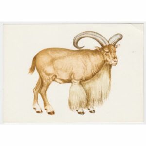 OWCA GRZYWIASTA POCZTÓWKA A31834