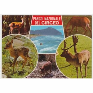 WŁOCHY PARCO NAZIONALE DEL CIRCEO ZWIERZĘTA WIDOKÓWKA A32062