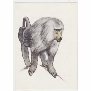 PAWIAN PŁASZCZOWY SZ. KOBYLIŃSKI POCZTÓWKA A32053