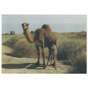 WIELBŁĄD POCZTÓWKA A42970