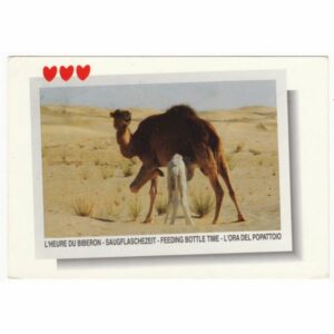 WIELBŁĄD POCZTÓWKA A43013