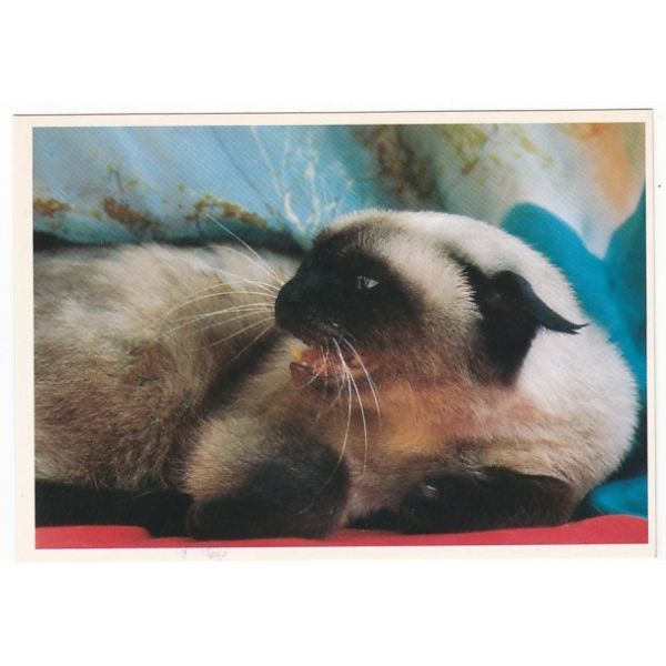 KOT POCZTÓWKA A43976