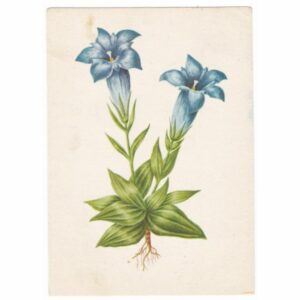 GORYCZKA KRÓTKOŁODYGOWA POCZTÓWKA A44535