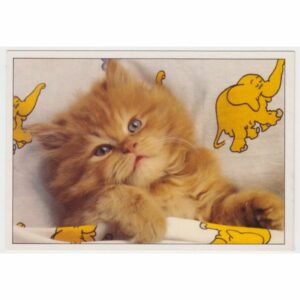 KOT POCZTÓWKA A45639