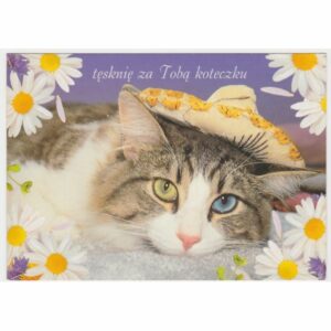 KOT POCZTÓWKA A45643