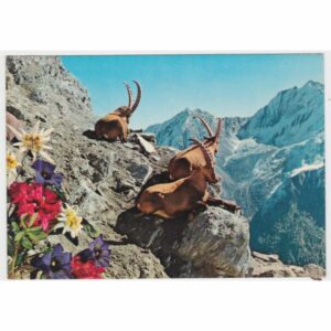 KOZIOROŻEC ALPEJSKI POCZTÓWKA A45783