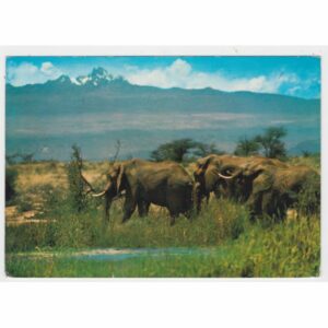 SŁONIE POCZTÓWKA A45785