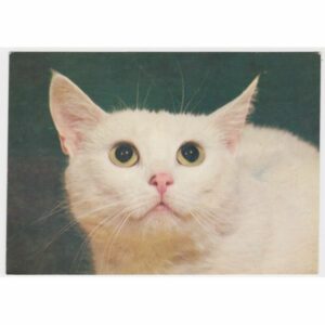 KOT POCZTÓWKA A45974