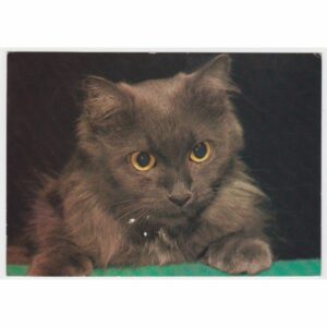 KOT POCZTÓWKA A45975