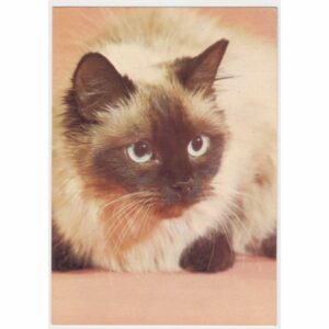 KOT POCZTÓWKA A45978